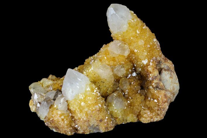 Sunshine Cactus Quartz Crystal Cluster - South Africa #115168